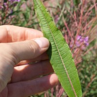 Rosebay Willowherb